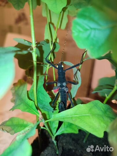 Перуанские (кордильерские) палочники