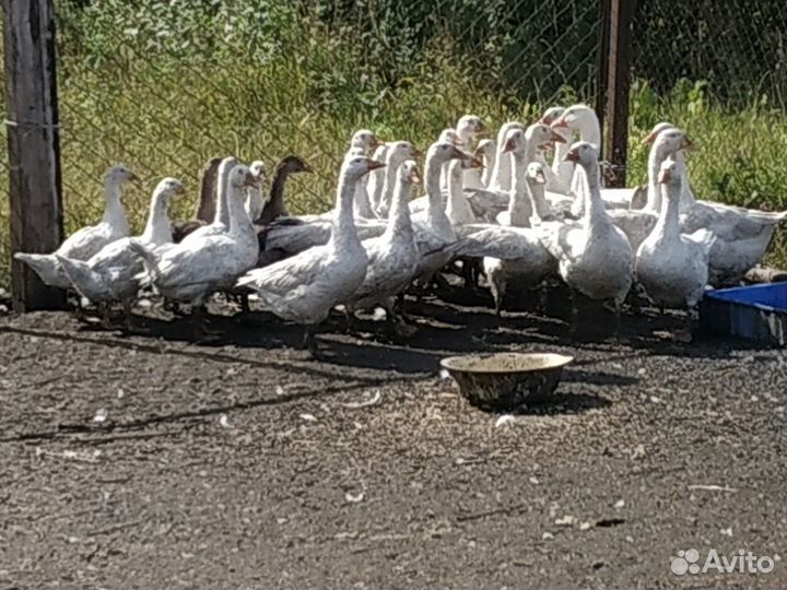 Гусь уральский белый