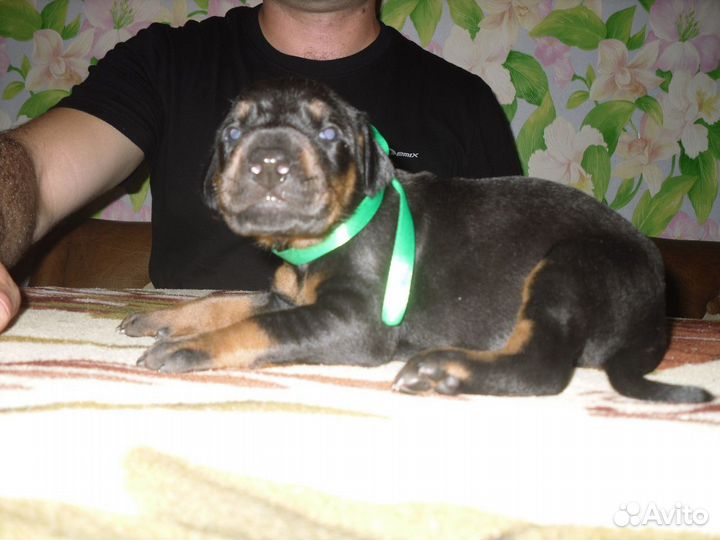 Продаю щенков доберманов