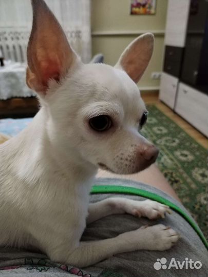 Вязка кобель чихуахуа