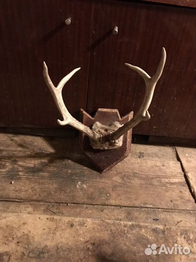 Рога касули