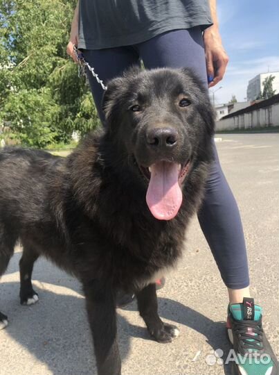 Шикарный пес в добрые руки