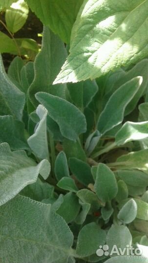 Садовые многолетники