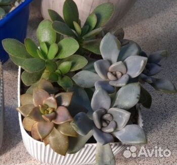 Наборы с суккулентами, кактусы