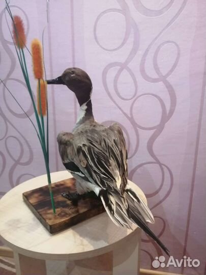 Чучело утки