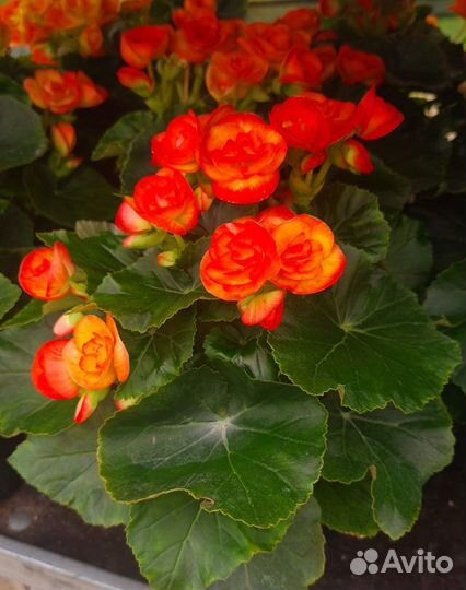 Саженцы, цветы комнатные, садовые