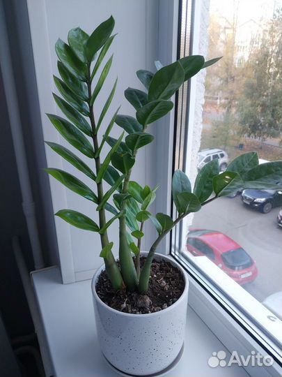 Замиокулькас