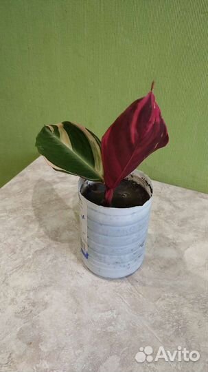 Денежное дерево, алой,фикус, фиалка