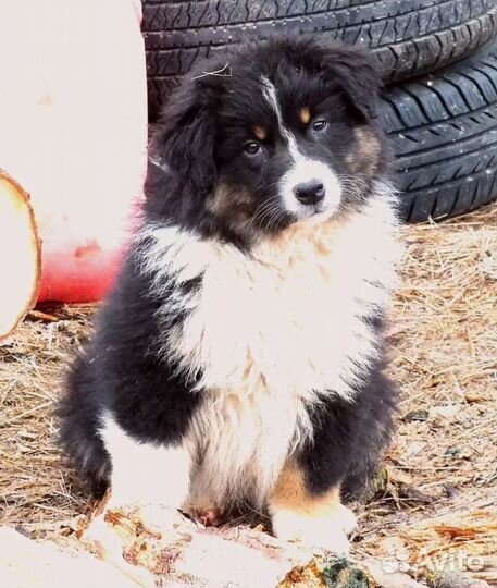 Аусси, австралийская овчарка