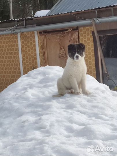 Собака алабай