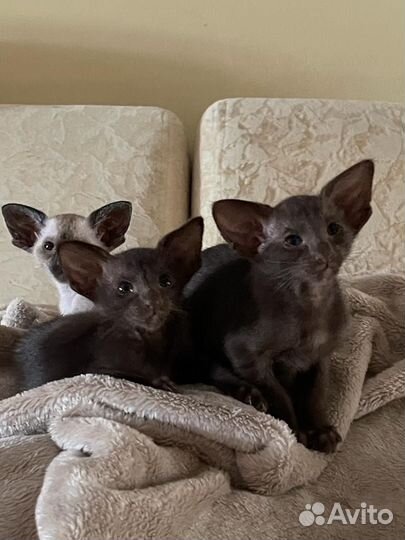 Ориентальная