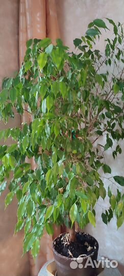 Фикус бенджамина