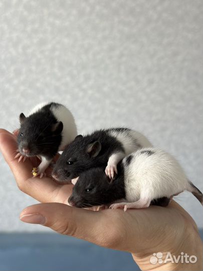 Крыса дамбо