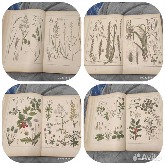 Ботанический атлас Шуберта 1879 редкость