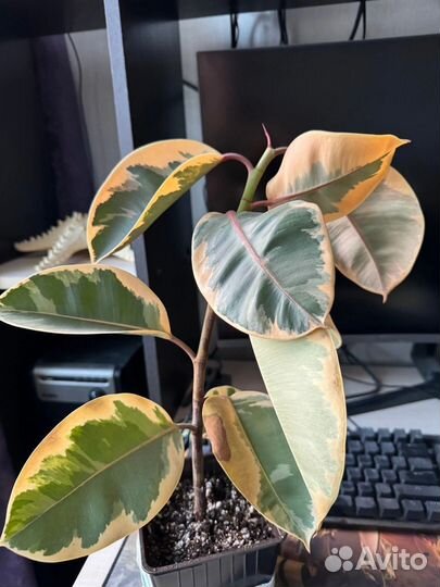 Фикус каучуконосный эластика