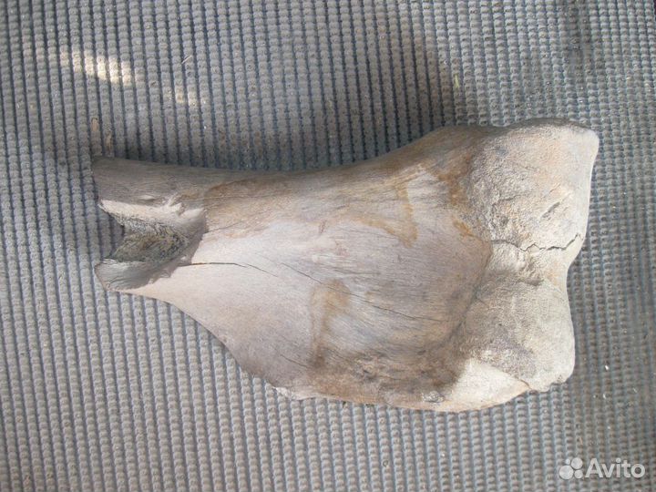 Продается кость мамонта
