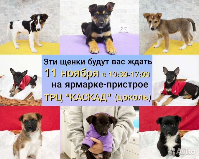 Щенки в добрые руки