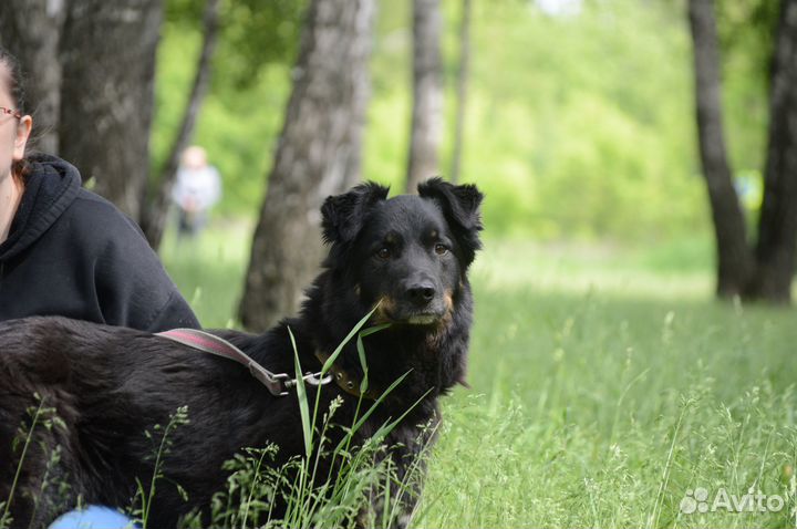 Собака из приюта Микки грустит в приюте