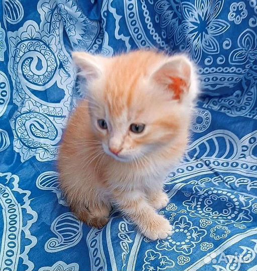 Котёнок девочка в дар