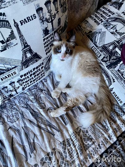 Котик рэгдолл