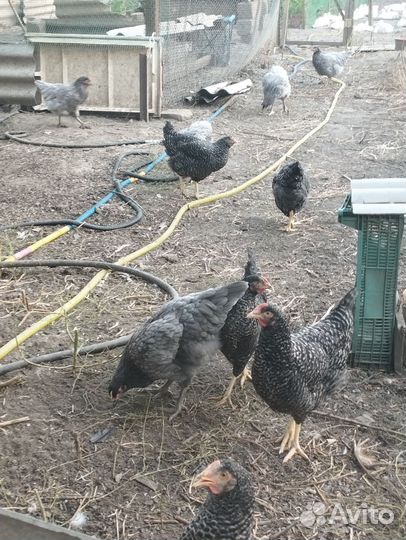 Куры несушки