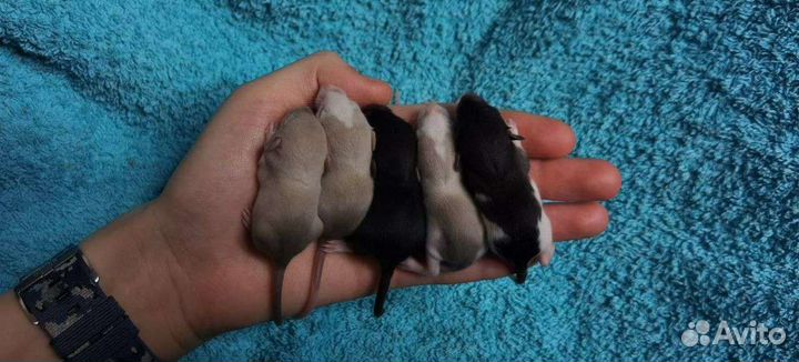 Декоративные крысы, сфинкс. Корм для грызунов