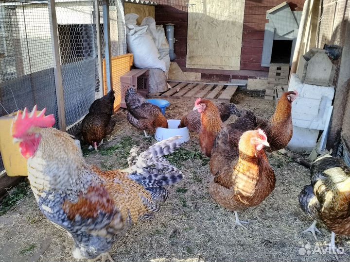 Цыплята породных кур