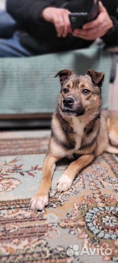 Гномик ищет верного друга