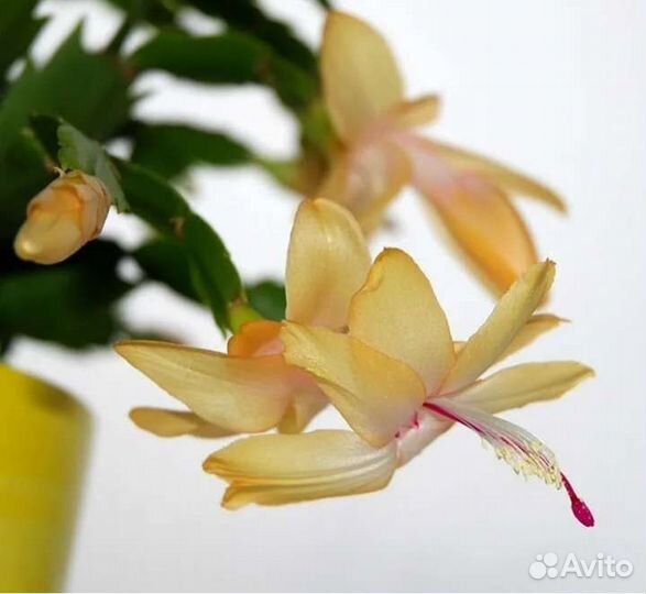 Декабрист шлюмбергера(зигокактус)