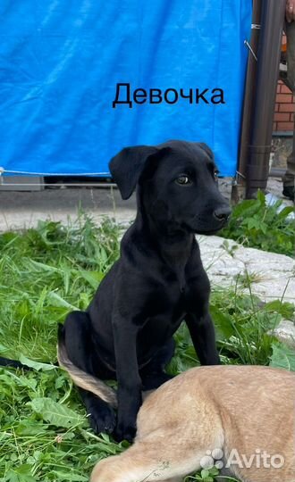 Щенки в добрые руки