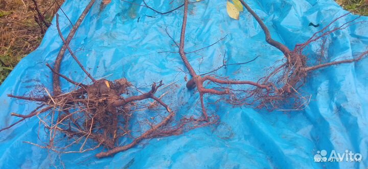 Саженцы крушины ломкой (медонос)