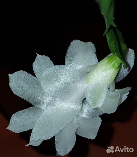 Шлюмбергера белая