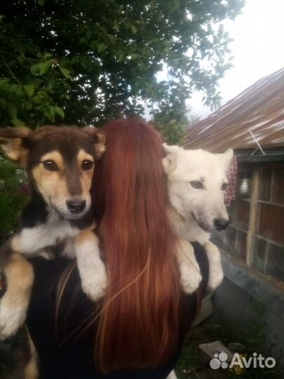 Собака в добрые руки