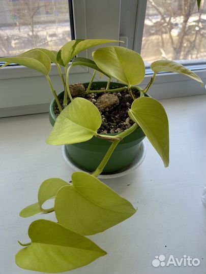 Сциндапсус неон