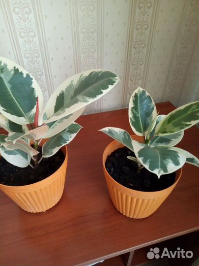 Фикус эластика тинеке