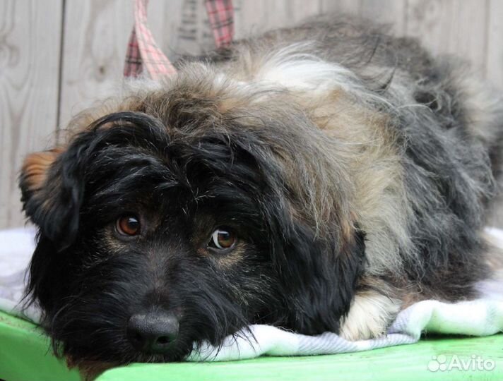 Классный пес в дар