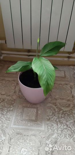 Банан / пальма