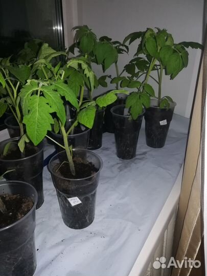 Рассада помидор