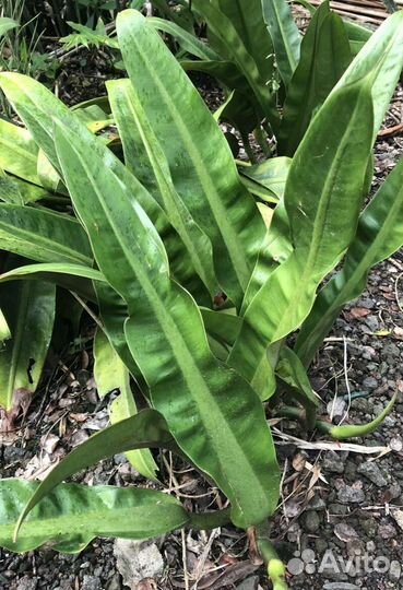 Филодендрон Crassinervium