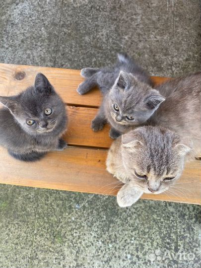 Британская