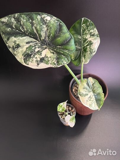 Алоказия Шкура дракона вариегатная