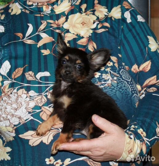 Русский той длинношерстный