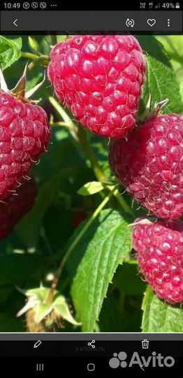 Саженцы Малины ремонтантной 50р