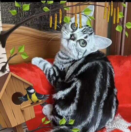 Американская короткошерстная редкая порода