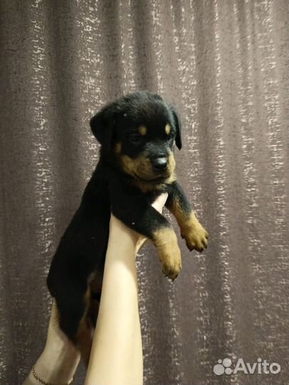 Продам щенка