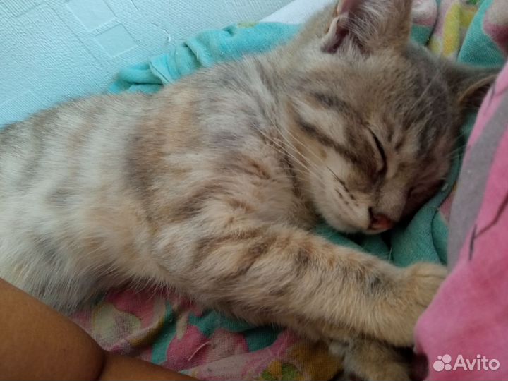 Котик 3 месяца ищет добрых хозяев