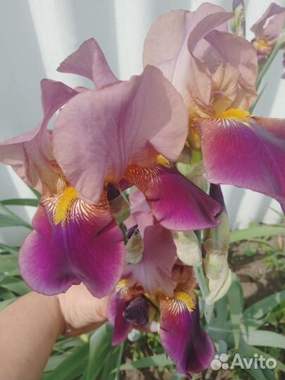 Ирисы в ассортименте