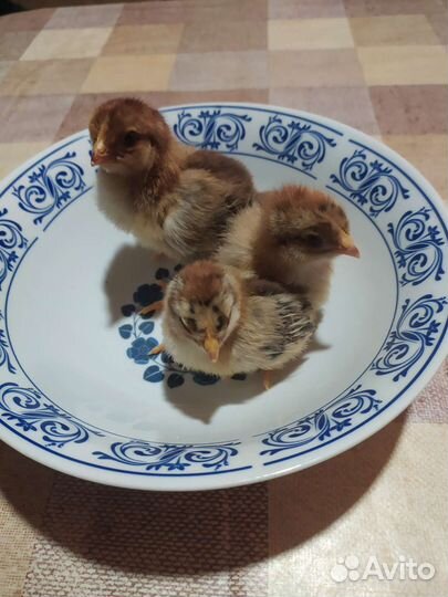 Цыплята породы Кучинская юбилейная, Доминант