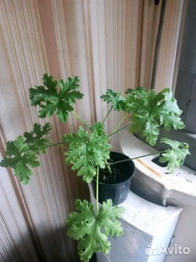 Душистая герань