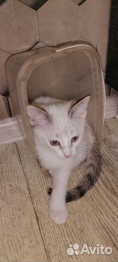 Отдам котят